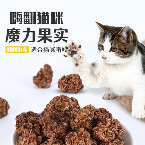 MAJACAT虫瘿果3秒上头不玩包退