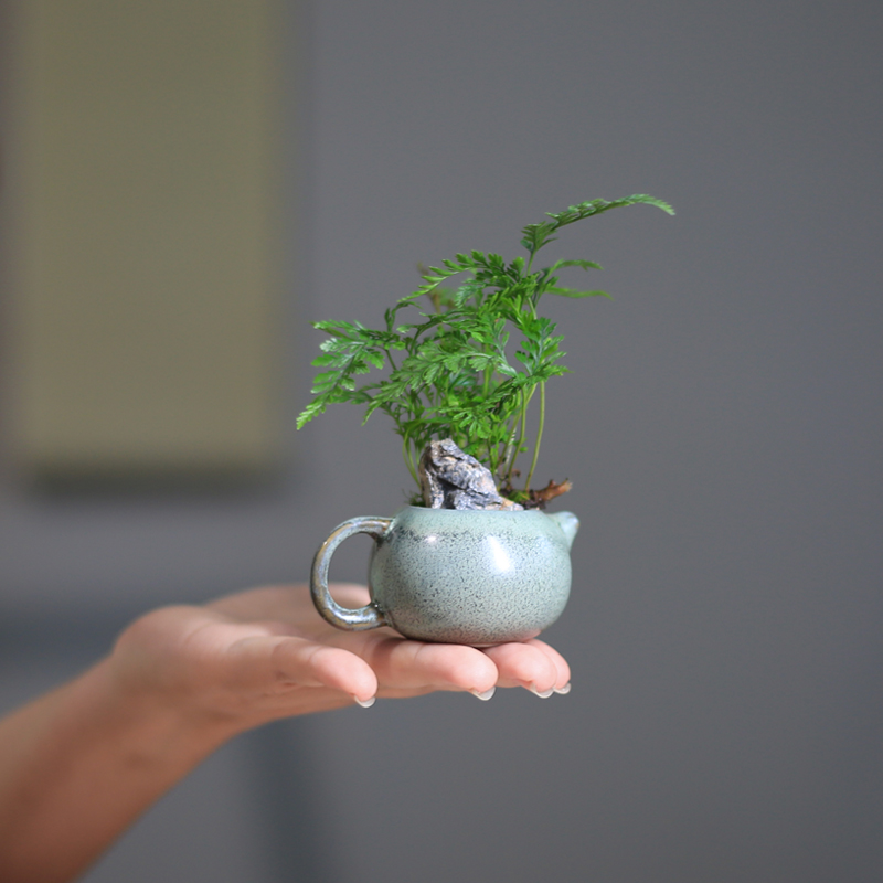 迷你狼尾蕨盆栽小型桌面绿植净化空气好养蕨类植物办公桌面耐阴