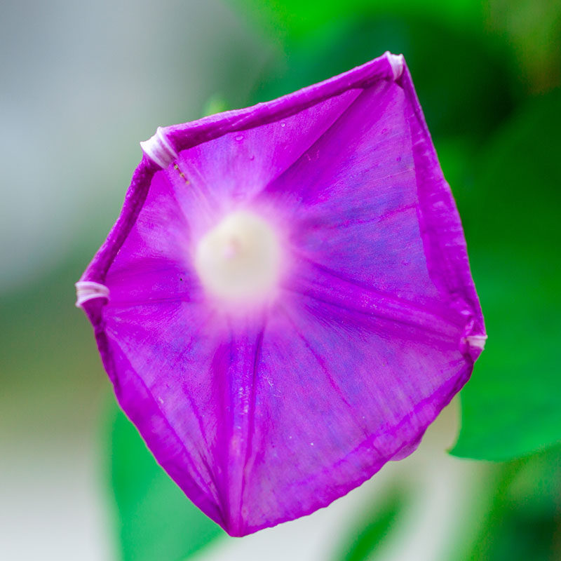 牵牛花盆栽喇叭花室内阳台室外庭院爬藤爬墙花卉开花不断攀爬植物