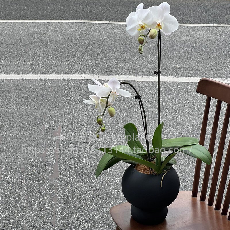 蝴蝶兰盆栽带花卉带花苞植物室内客厅办公室桌面摆件兰花大苗好养