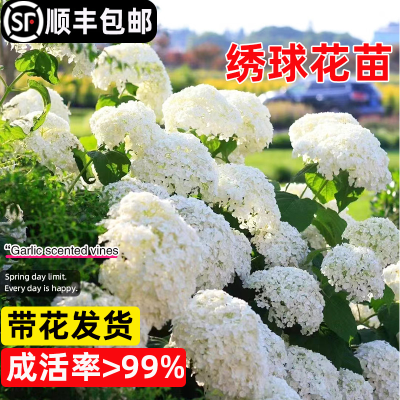 【贝拉安娜】绣球花苗盆栽带花无尽夏绣球花树苗大苗老桩花卉植物
