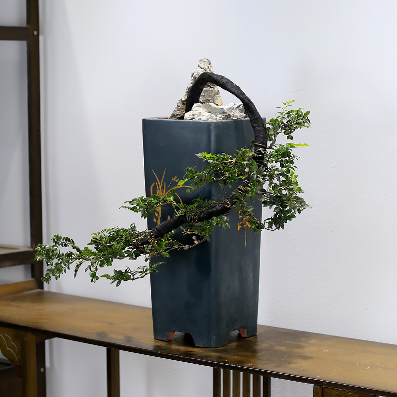 大型小叶紫檀黑骨茶盆景悬崖造型老桩植物室内客厅办公室绿植盆栽