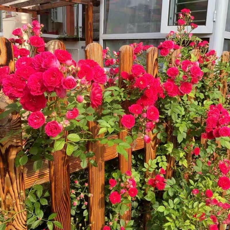 藤本月季花苗植物欧月爬藤特大花盆栽四季庭院实物图一物一拍