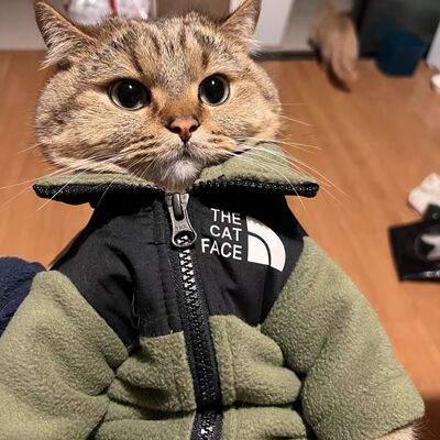 狗狗毛猫衣服猫咪德文斯芬克斯加厚冬天卫衣保暖秋冬潮牌宠物冬季
