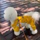 狗狗衣服春秋款 小型犬泰迪外出防脏中型犬高级感秋季 四脚冲锋衣