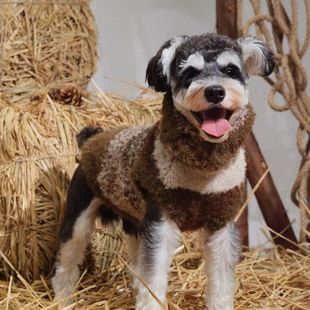 洋气防寒卡通狗狗猫咪毛衣秋冬宠物背心衣服中小型犬冬天保暖泰迪