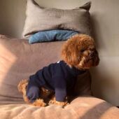 打底衫 小狗狗衣服秋冬款 四脚衣雪纳瑞马尔济斯泰迪博美比熊春秋季