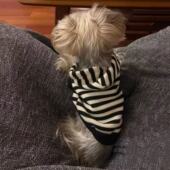 狗狗衣服秋冬款 比熊博美雪纳瑞小型犬连帽卫衣薄绒泰迪狗狗衣服