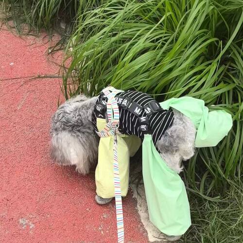 狗狗四脚防尘裤防脏春夏薄款四脚裤腿裤比熊泰迪防虫狗腿衣服洋气