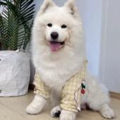 新品 可爱花边公主风狗狗护肘关节金毛萨摩阿拉斯加防脏狗狗护膝