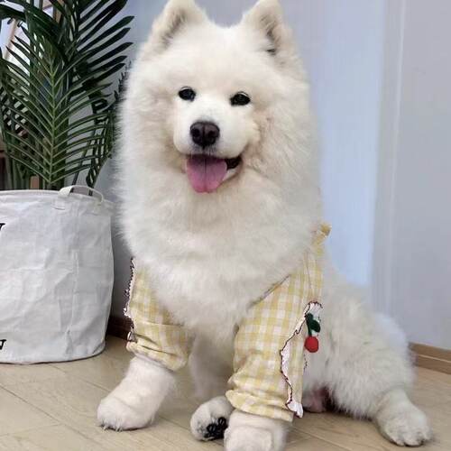 新品可爱花边公主风狗狗护肘关节金毛萨摩阿拉斯加防脏狗狗护膝