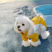 狗狗衣服春秋款 小型犬泰迪外出防脏中型犬高级感秋季 四脚冲锋衣