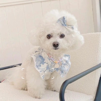 韩国可爱蕾丝蝴蝶结兔子小狗猫咪牵引绳泰迪外出狗狗胸背带带牵引