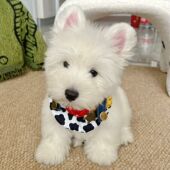 可爱狗狗围脖猫咪围巾围兜卡通口水巾披肩宠物装 饰配饰cos小型犬