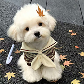 洋气防寒卡通狗狗猫咪棉衣秋冬宠物背心衣服熊猫卫衣冬天保暖泰迪