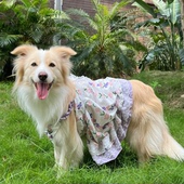 狗狗衣服中大型犬裙子秋季 洋裙公主风狗狗裙洋气 舒适防掉毛秋装