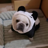 法斗狗狗衣服四脚熊猫变身装 加厚防掉毛小型中型犬冬天宠物秋冬装