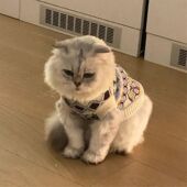 秋冬复古英伦风菱格纹宠物狗狗毛衣冬季 保暖ins可爱猫咪衣服冬装