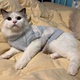 软半边绒毛衣狗狗猫咪泰迪比熊宠物衣服秋冬小狗猫咪兔子保暖冬款