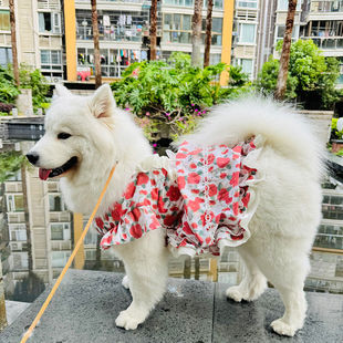 狗狗衣服中大型犬裙子春秋舒适防掉毛夏装玫瑰公主裙网红狗狗裙子