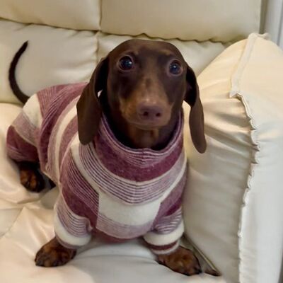 防寒腊肠犬宠物衣服秋冬高领打底约克夏马尔济斯柯基中小型居家服