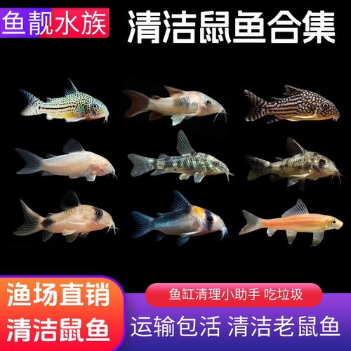 老鼠鱼活体热带鱼清洁鼠鱼白老鼠