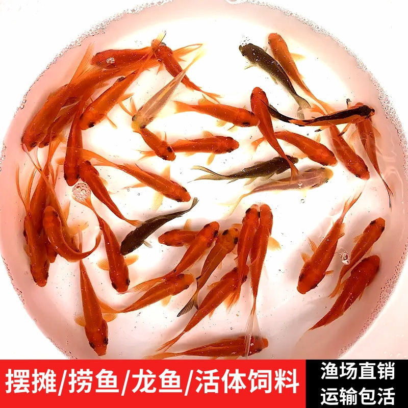 红草鱼金鱼饲料鱼按斤锦鲤鱼金鱼观赏鱼淡水鱼冷水鱼摆摊垂钓捞鱼