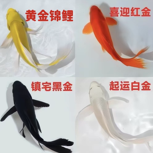 冷水鱼淡水鱼好养锦鲤鱼黄金锦鲤白金锦鲤黑金锦鲤红锦鲫龙凤锦鲤