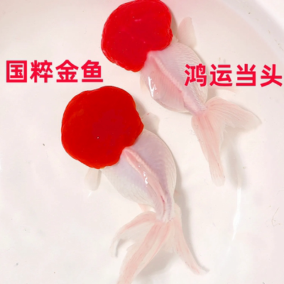 国狮冷水鱼鸿运当头鹤顶红红狮
