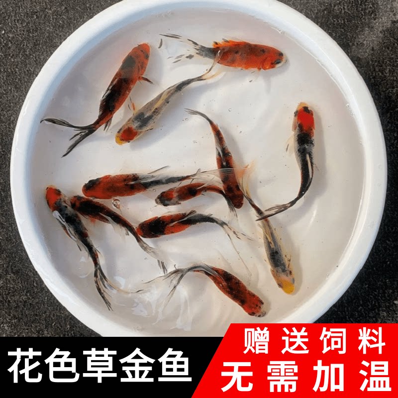 冷水鱼观赏鱼淡水鱼花草金黄金龙凤锦鲤红白红草金冷水好养的鱼