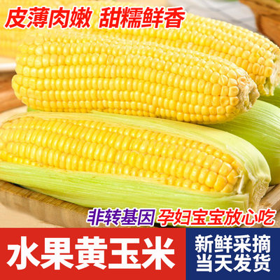 广西水果玉米新鲜带叶现摘现发