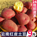云南红皮黄心土豆9斤 新鲜小土豆农家蔬菜洋芋批发自种马铃薯 包邮
