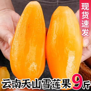包邮 整箱 雪连果红心正品 现挖2024云南天山雪莲果新鲜水果9斤当季