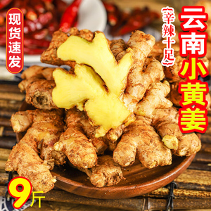 云南小黄姜现挖现发新鲜生姜