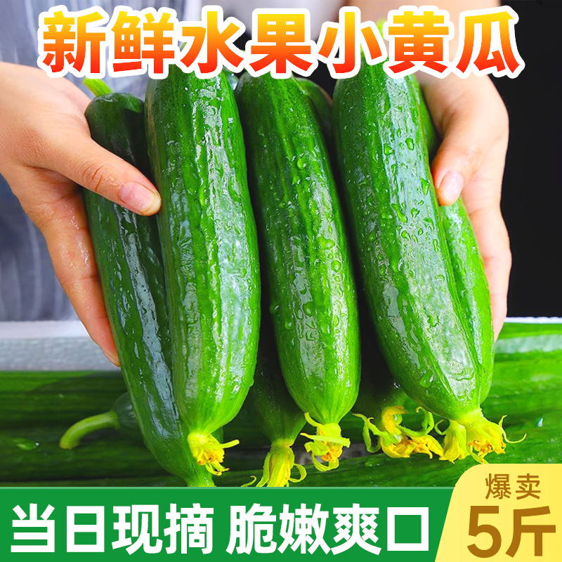水果黄瓜新鲜即食白玉整箱图片