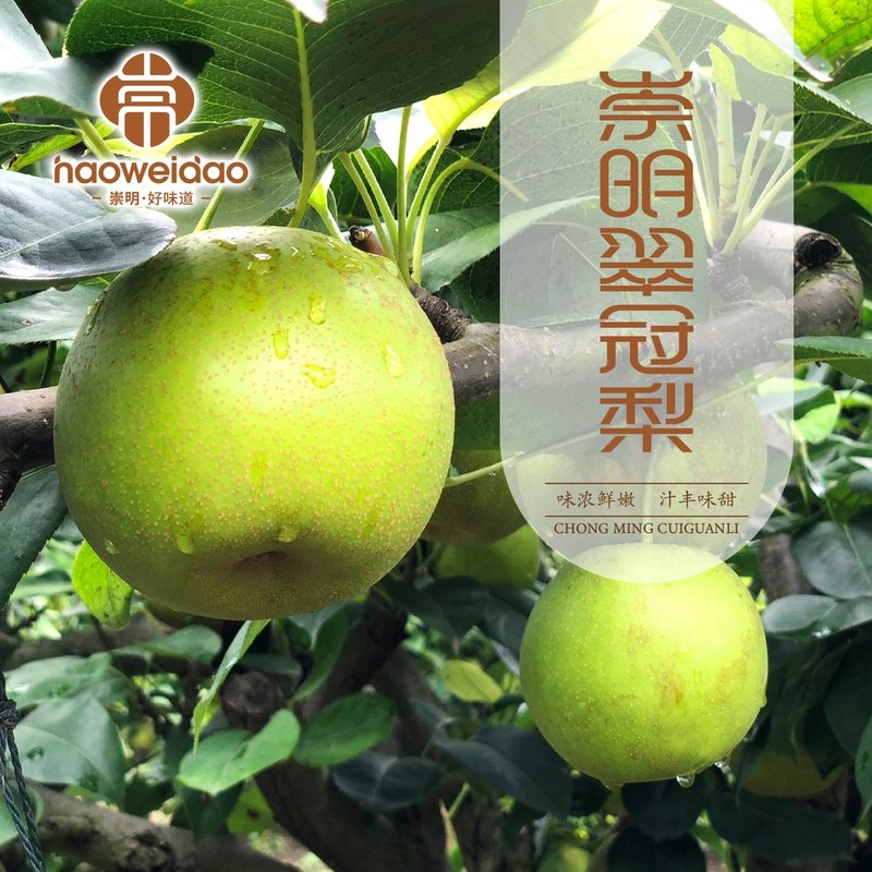 绿色认证庙镇六月雪翠冠梨10斤果王 顺丰 绿色皮薄肉柔嫩汁水多