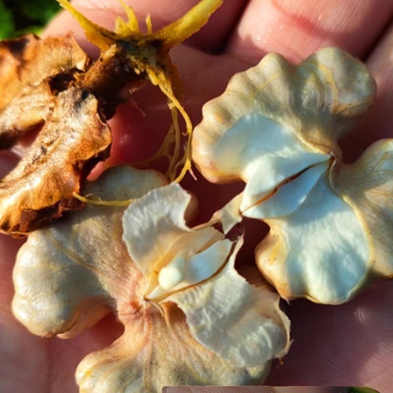 油香味鲜核桃3/5斤,手工去青皮发货,坏果包赔