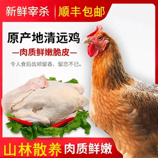 童子鸡农家散养整只正宗清远小公鸡高山现杀跑山鸡红烧煲汤顺丰
