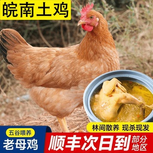 徽州老母鸡土鸡农家散养正宗土鸡走地鸡新鲜现杀整只皖南黄跑山鸡