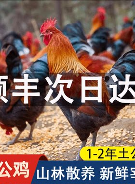 正宗大公鸡新鲜现杀整只土鸡农家散养公鸡童子鸡走地鸡溜达柴鸡肉