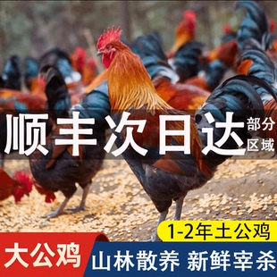 正宗大公鸡新鲜现杀整只土鸡农家散养公鸡童子鸡走地鸡溜达柴鸡肉