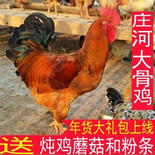 庄河大骨鸡 正经大红公鸡笨公鸡散养土鸡 溜达鸡农家大公鸡老母鸡