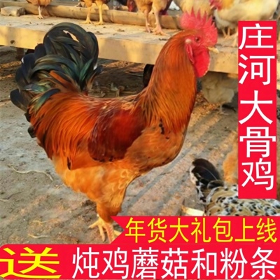 庄河大骨鸡农家大公鸡