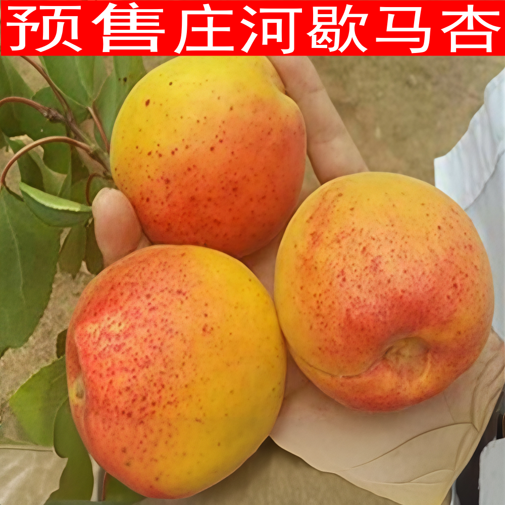 歇马杏 孤山杏梅香蜜甜杏胭脂大红杏新鲜水果杏大真杏 庄河歇马杏