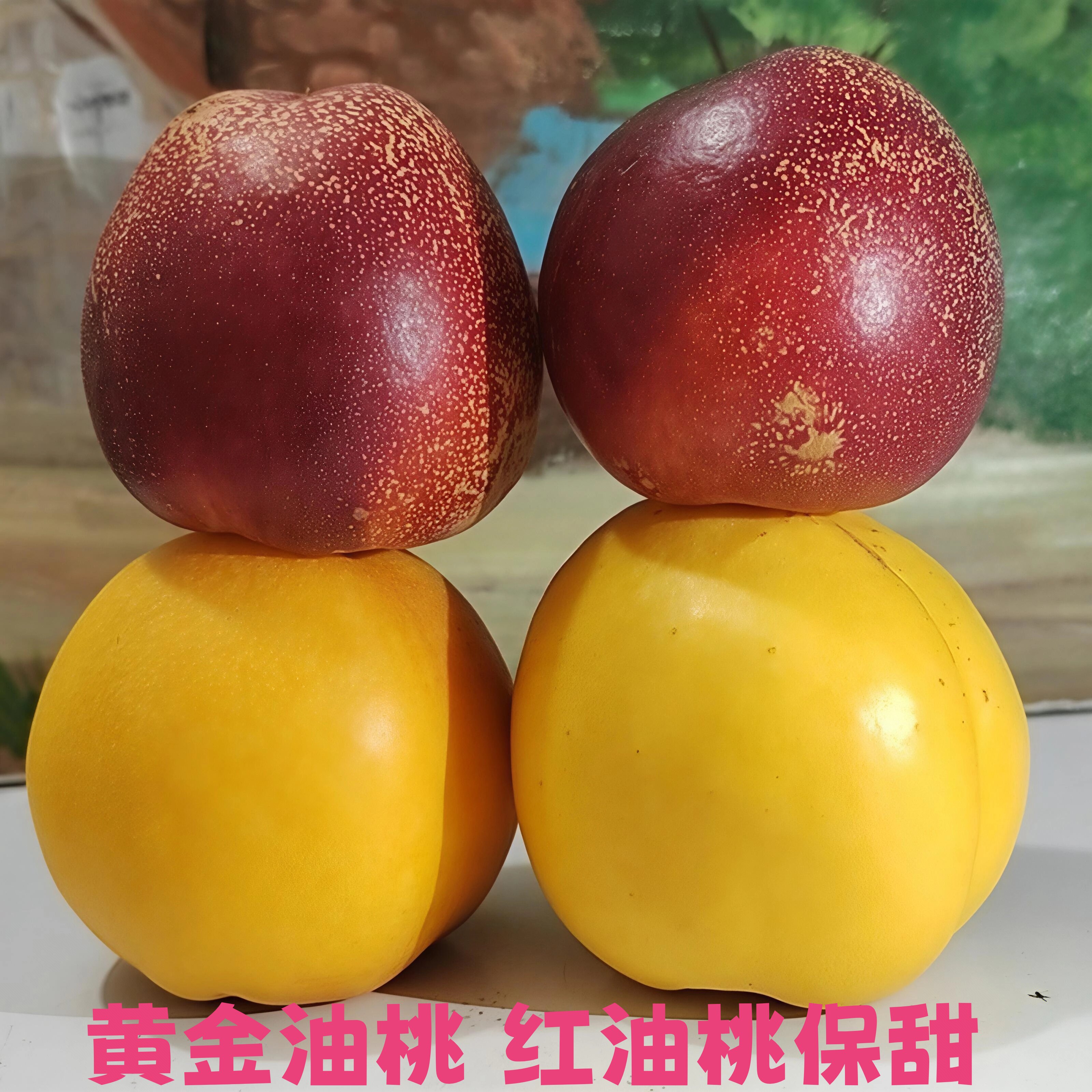 黄金蜜油桃现摘现发大连油桃红油桃脆甜桃新鲜芒果桃2026年黄油桃