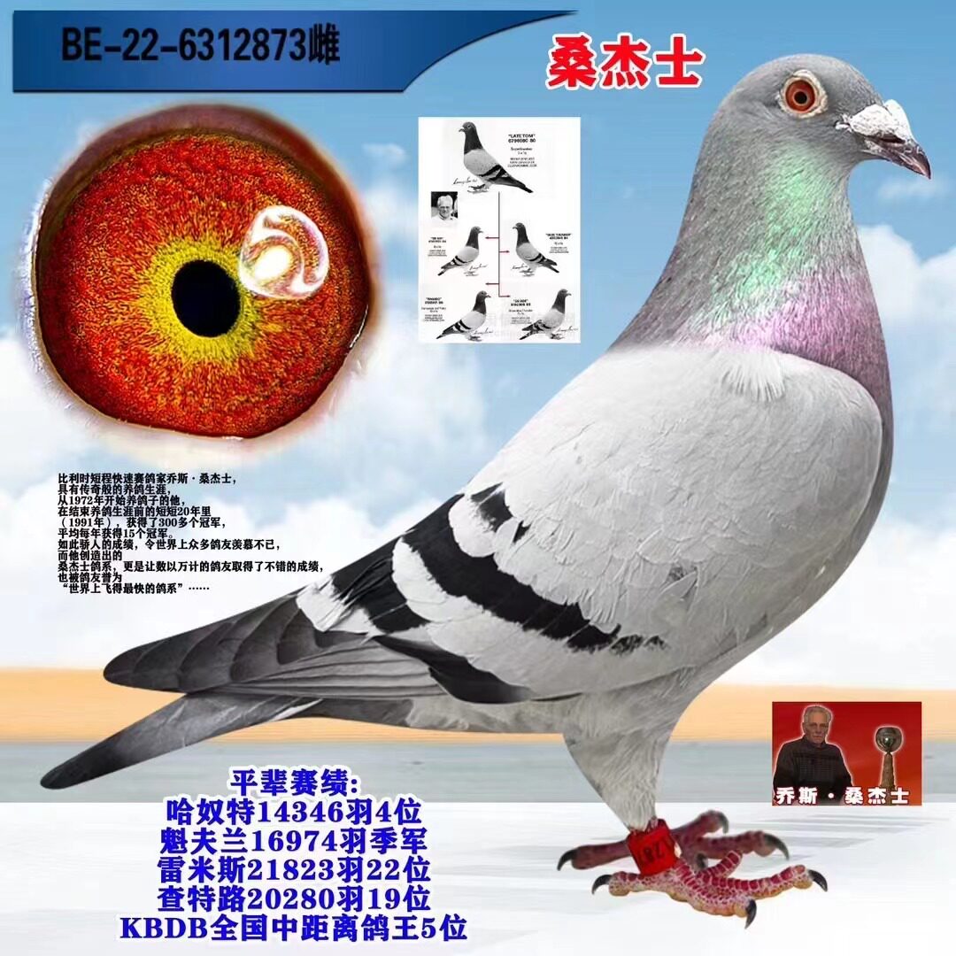 成绩鸽公棚血统鸽比利时圆环天落鸟