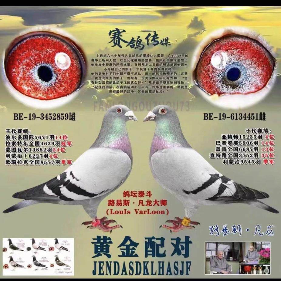 纯种鸽子信鸽子活体幼特比成绩赛鸽蛋公棚鸽杨阿腾桑杰士詹森一对