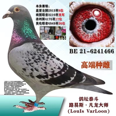 高端信鸽公棚比赛成绩鸽天落鸟 比利时圆环 血统鸽 杨阿腾 大鼻子