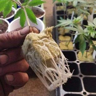 Grow Cubes for 50Pcs Cloning Wool Cuttings Plants Rock