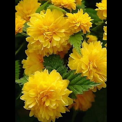 爬藤攀缘四季植物棣棠花苗阳台庭院地栽盆栽重瓣棣棠花苗耐寒耐热